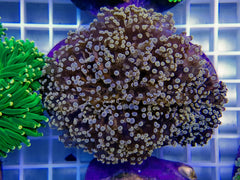 Euphyllia paradivisa (Orange-Yellow)