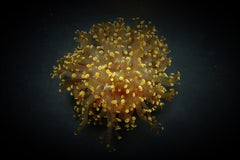 Euphyllia paradivisa (Orange-Yellow) (p/h)