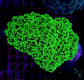 Euphyllia yaeyamaensis (Green) (Ultra)