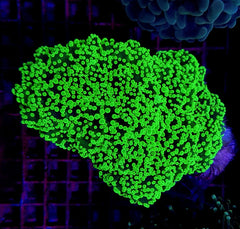 Euphyllia yaeyamaensis (Green) (Ultra)