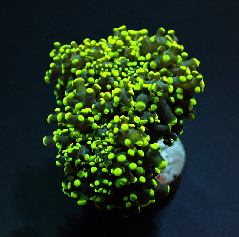 Euphyllia yaeyamaensis (Green) (Ultra) (p/h)
