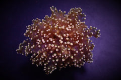 Euphyllia yaeyamaensis (Orange-Yellow) (p/h)