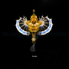 Eurypegasus draconis