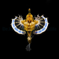 Eurypegasus draconis
