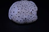 Euselenops luniceps