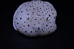 Euselenops luniceps