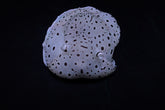 Euselenops luniceps