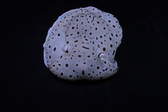 Euselenops luniceps