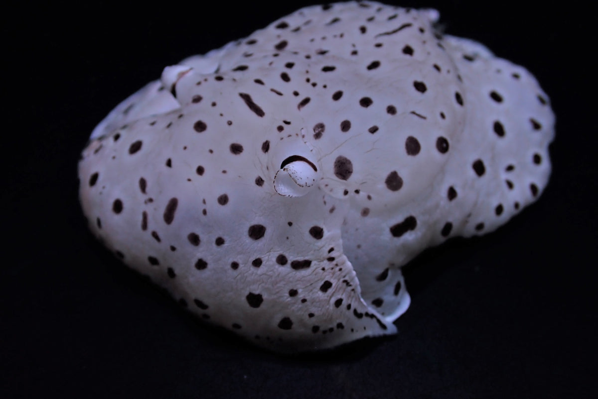 Euselenops luniceps