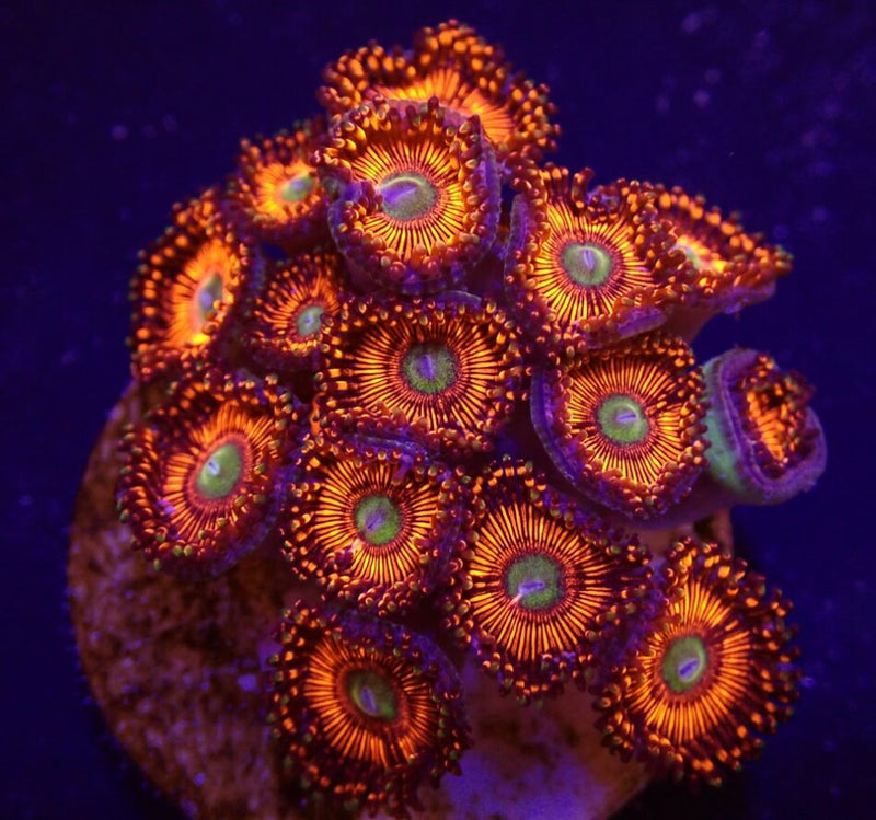 Zoanthus spp. (Everlasting Gobstoppers) (frag)