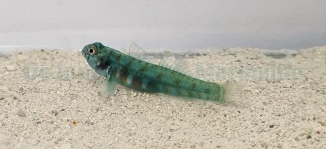Eviota queenslandica