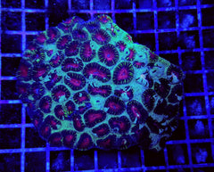 Plesiastrea spp.