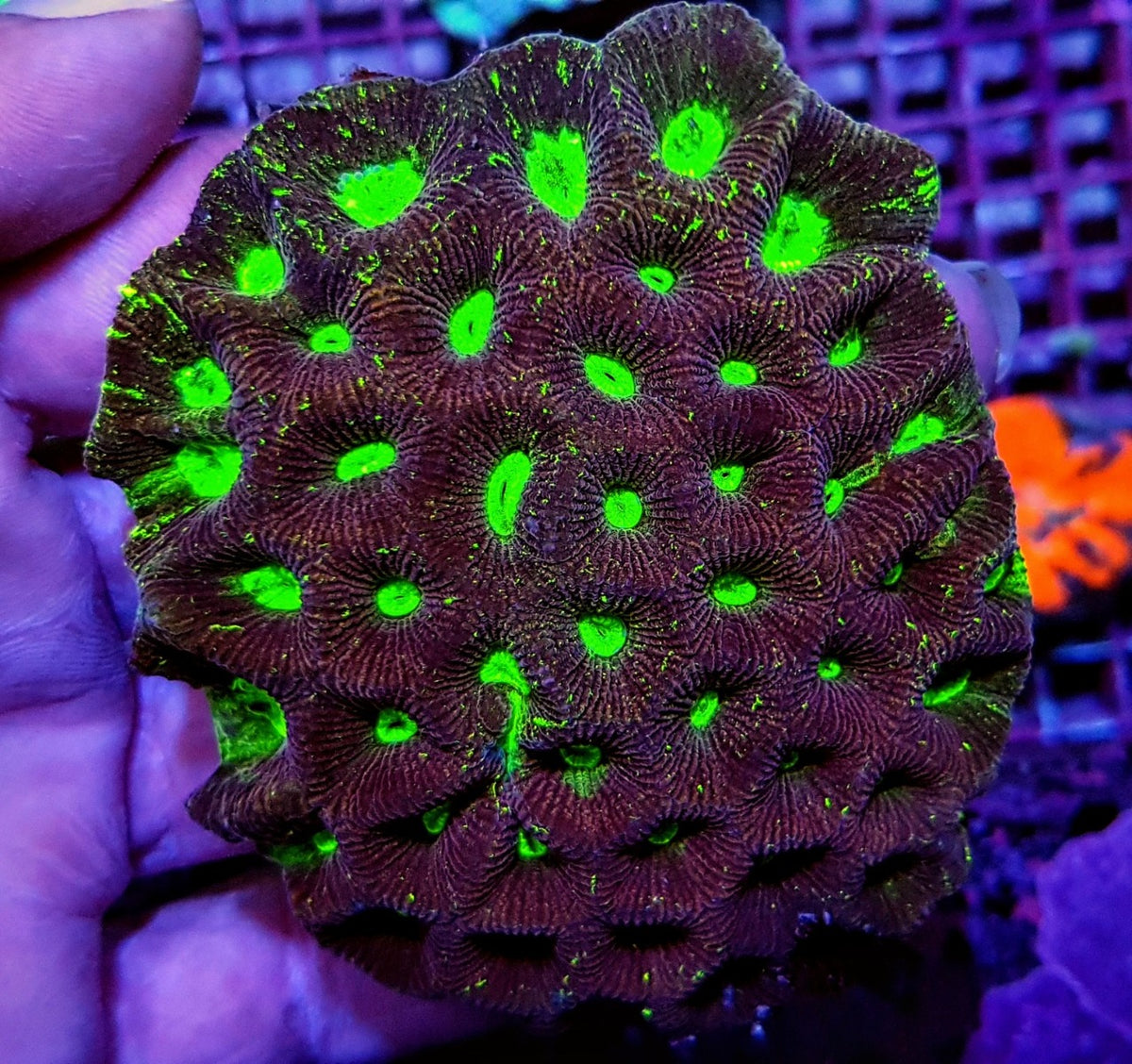 Goniastrea spp. (Premium)