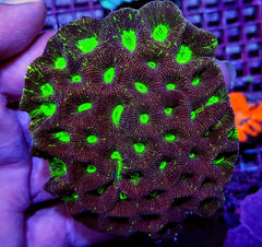 Goniastrea spp. (Premium)