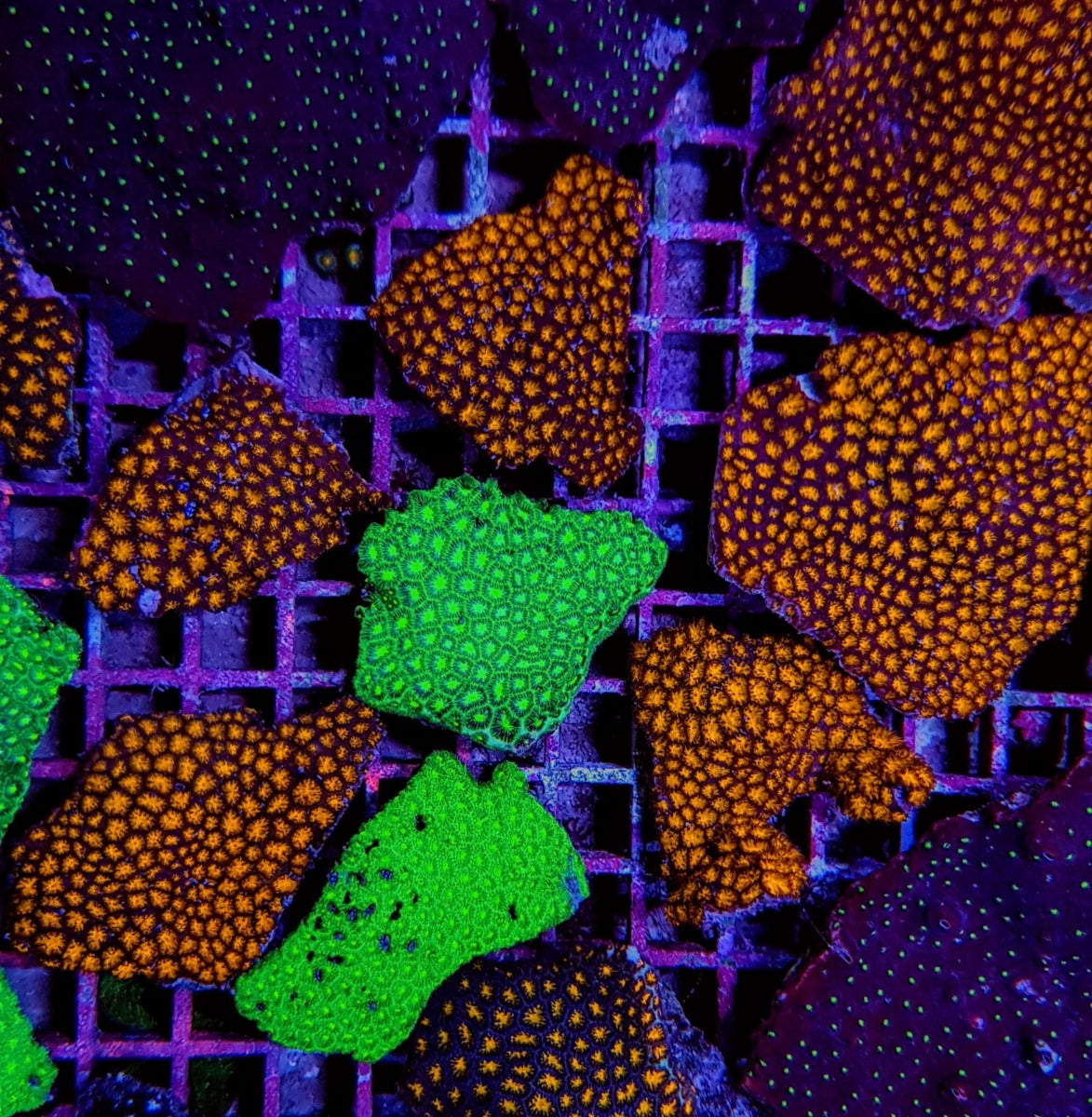 Leptastrea spp. (Premium)