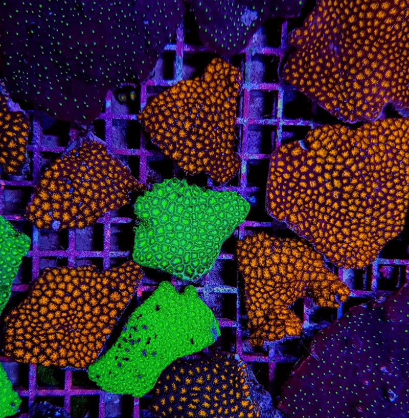 Leptastrea spp. (Premium)