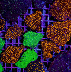 Leptastrea spp. (Premium)