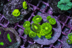 Caulastrea curvata Green (Ultra)
