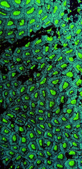 Favia spp. (Green Premium)