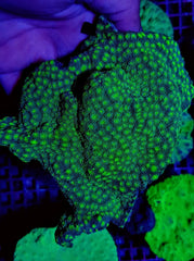 Echinopora spp. (Premium)