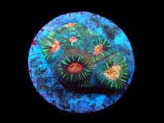 Favia sp. (Ultra) (DJM frag) pb 265