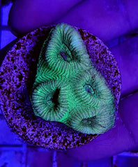 Favia spp. (Green) (frag)