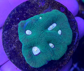 Favia spp. (Green) (frag)