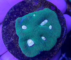 Favia spp. (Green) (frag)