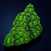 Favia spp. (Green) (Premium)