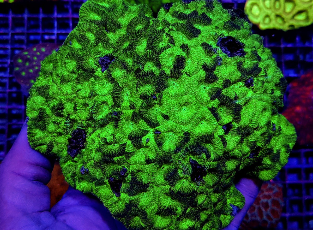 Favia spp. (Green) (Premium)