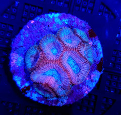 Favia spp. (Premium) (frag)