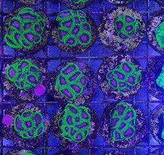 Favia spp. (Premium) (frag)