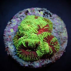 Favia spp. (Premium) (frag)