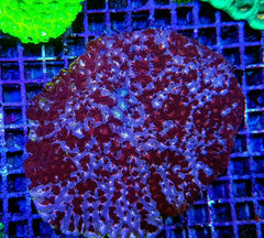 Favia spp. (Red) (Premium)