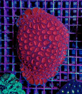 Favia spp. (Red) (Premium)