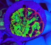 Favia spp. (Ultra) (frag)