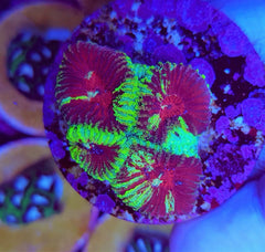 Favia spp. (Ultra) (frag)