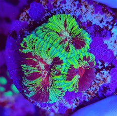 Favia spp. (Ultra) (frag)