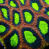 Favites complanata (Dragon Soul)