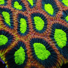 Favites complanata (Dragon Soul)