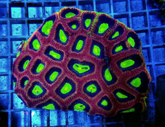 Favites complanata (Dragon Soul)