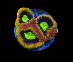 Favites complanata (Dragon Soul) (frag)