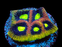Favites complanata (Dragon Soul) (frag)