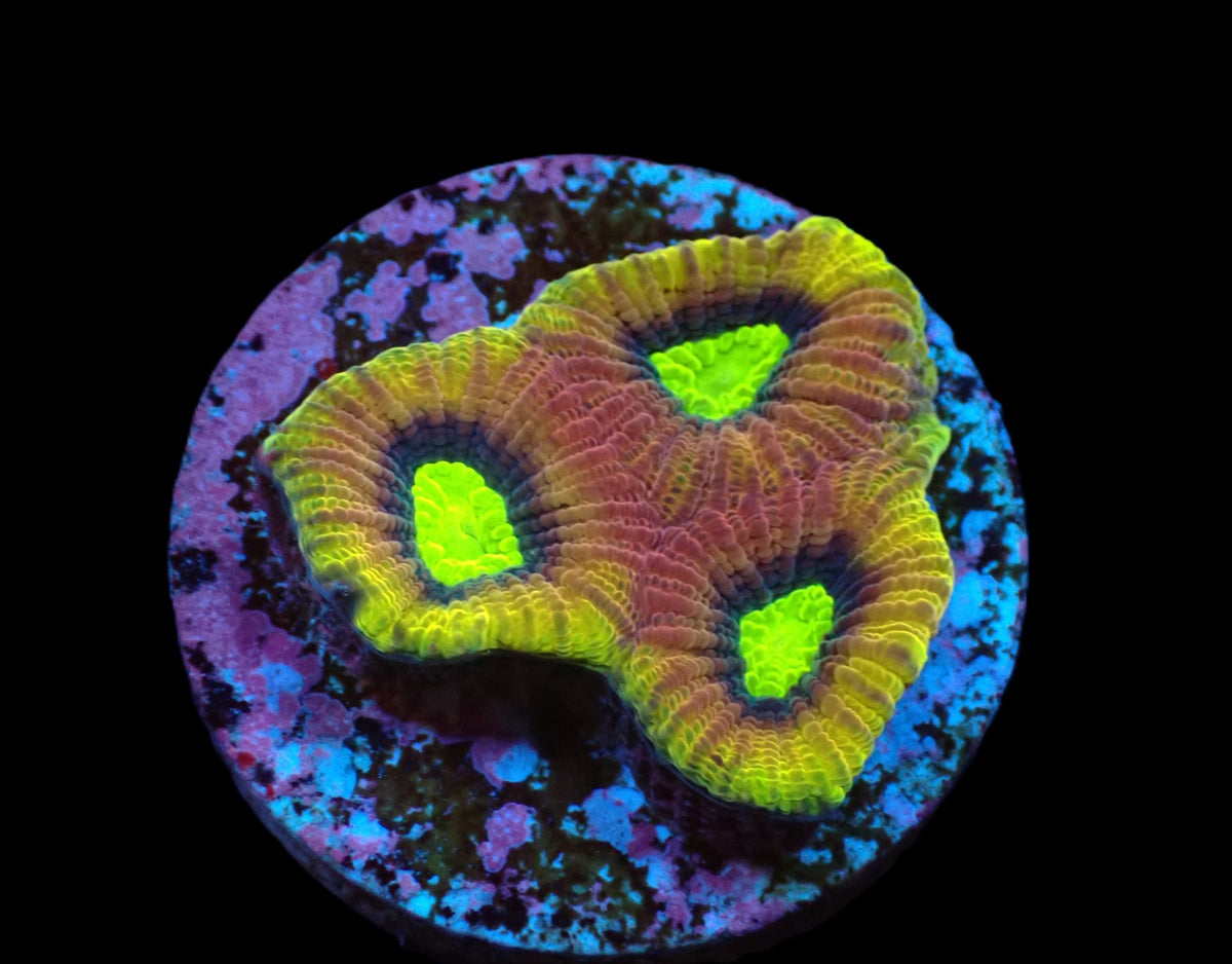 Favites complanata (Dragon Soul) (frag)
