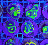 Favites complanata (frag)