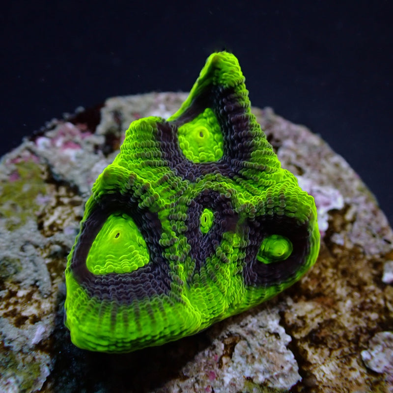 Favites complanata (frag)