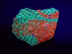 Favites pentagona (Premium)
