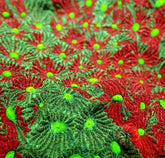 Favites pentagona (Premium)