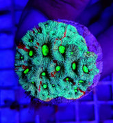 Favites pentagona (Premium) (frag)