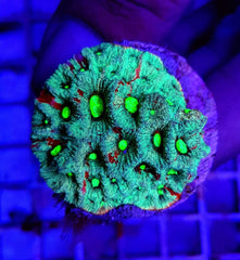 Favites pentagona (Premium) (frag)